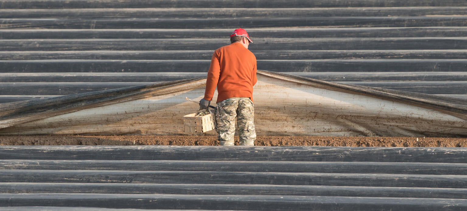 Ein Erntehelfer steht auf einem Feld und erntet den ersten Spargel der Saison
