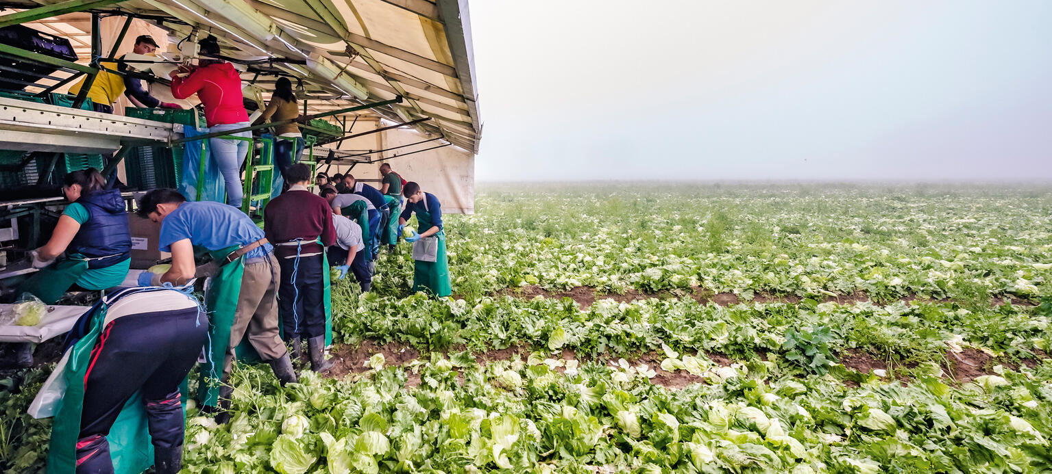Landarbeiter auf Feldern in Deutschland