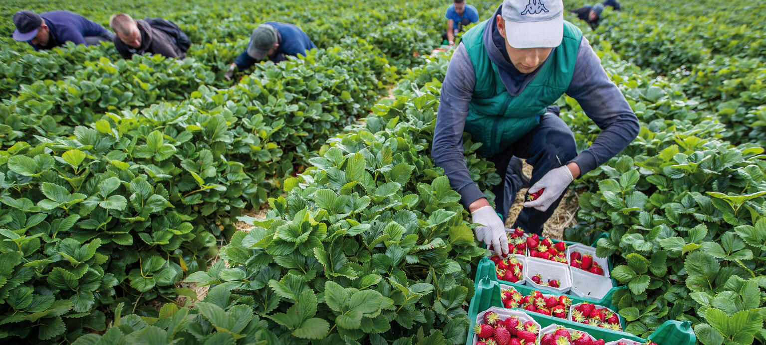 Ukrainische Erntehelfer auf einem Erdbeerfeld in Mecklenburg- Vorpommern:
