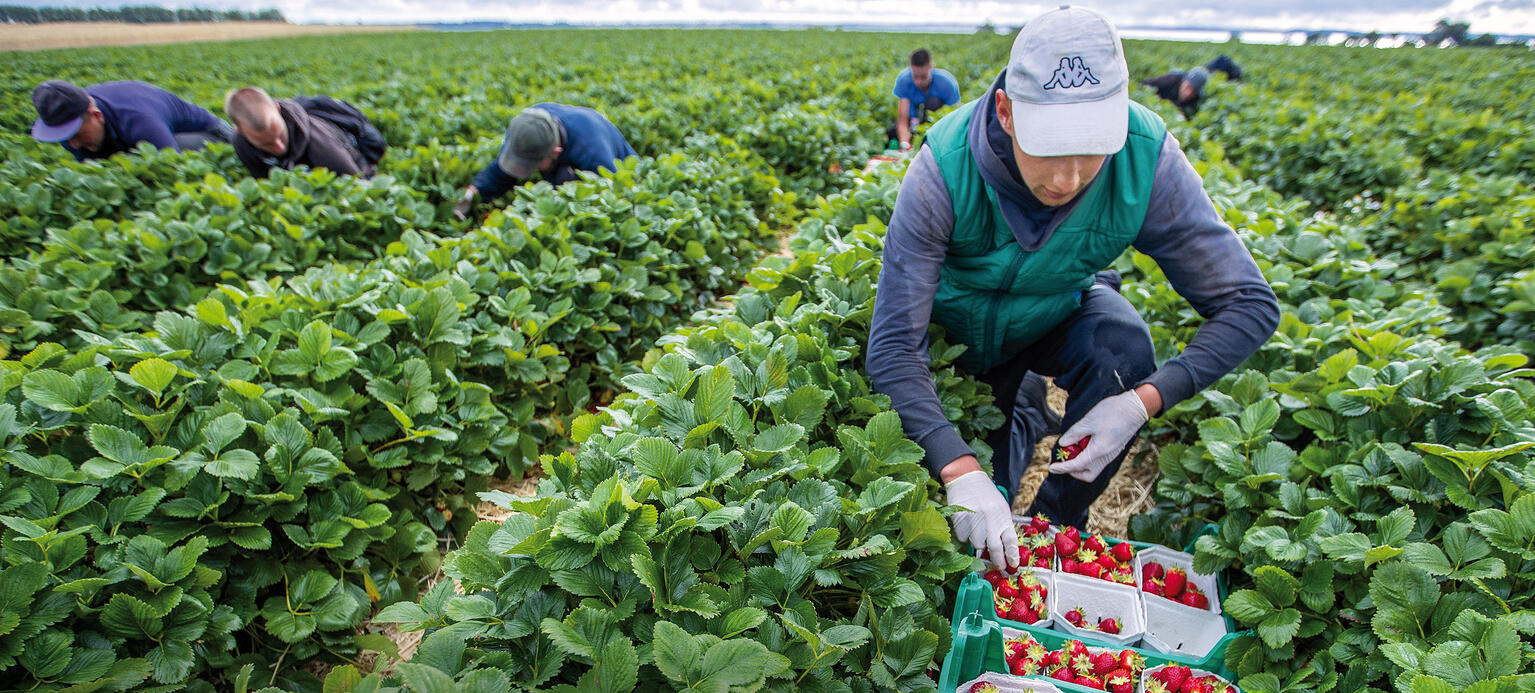 Ukrainische Erntehelfer auf einem Erdbeerfeld in Mecklenburg-Vorpommern