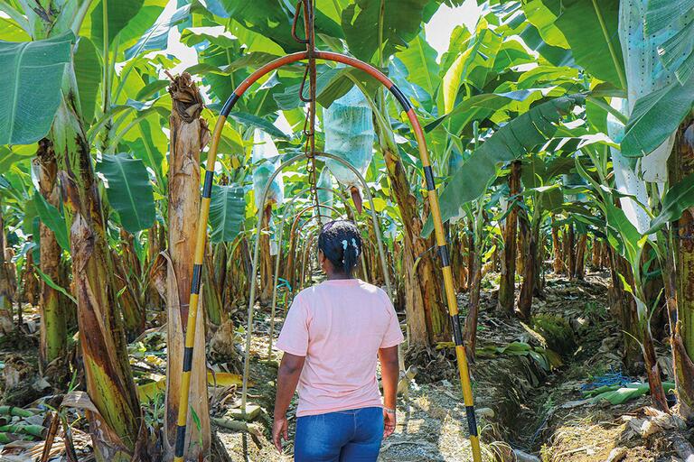 Arbeiterin auf Bananenplantage