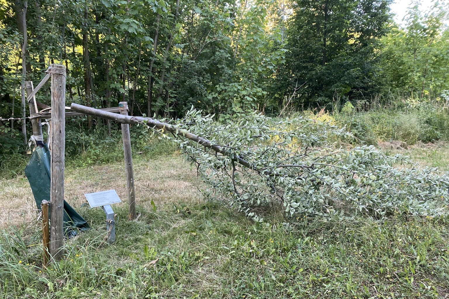 Anschlag_Gedenkbäume_Buchenwald_2022